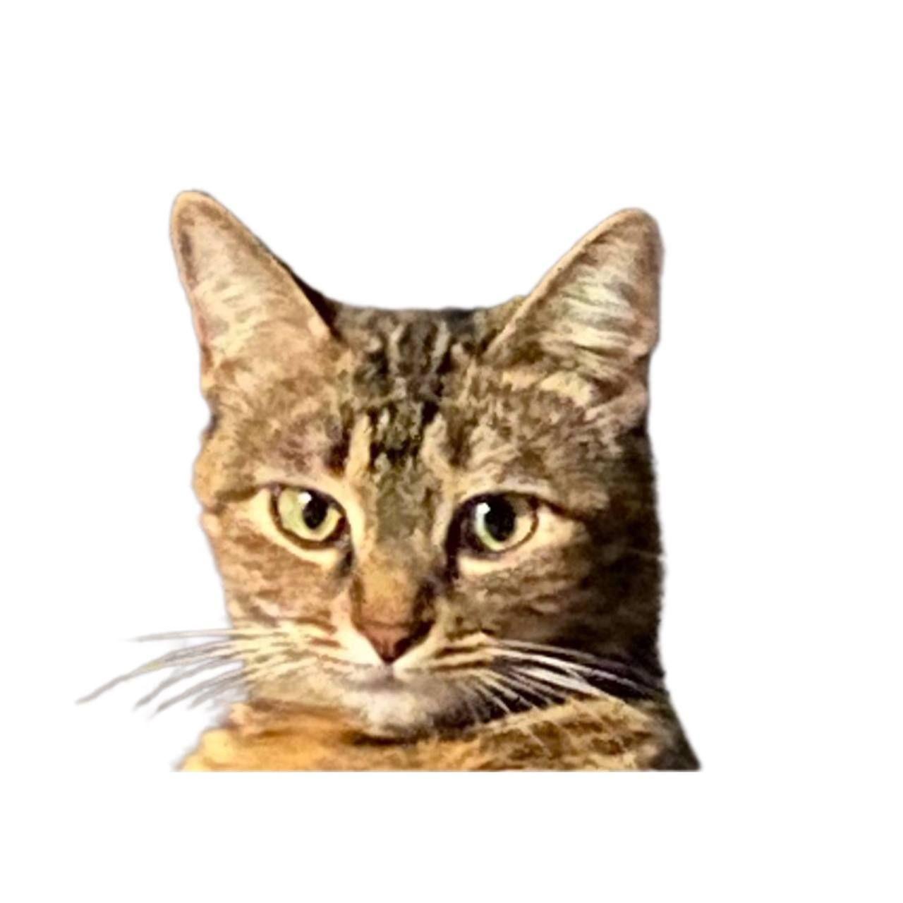 Alffix3 avatar