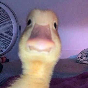 _DUCK_- avatar
