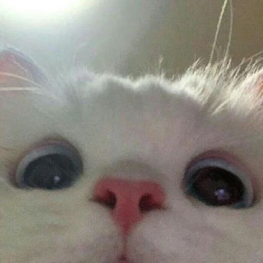 _Chuvash0_ avatar