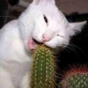 UCMJustice avatar