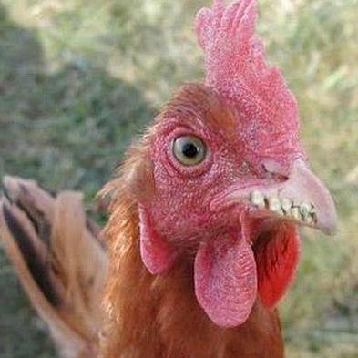 Une_Poule avatar