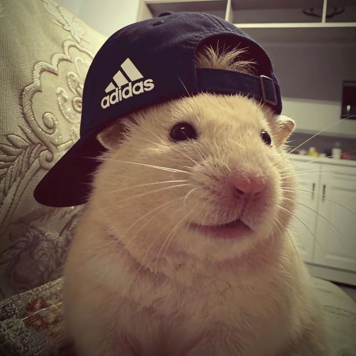 plusik