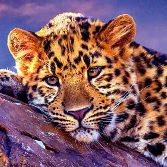 Cheetah01 avatar