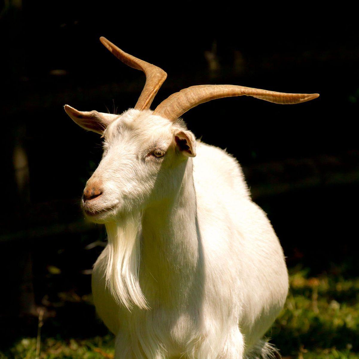 BoucDlandes avatar