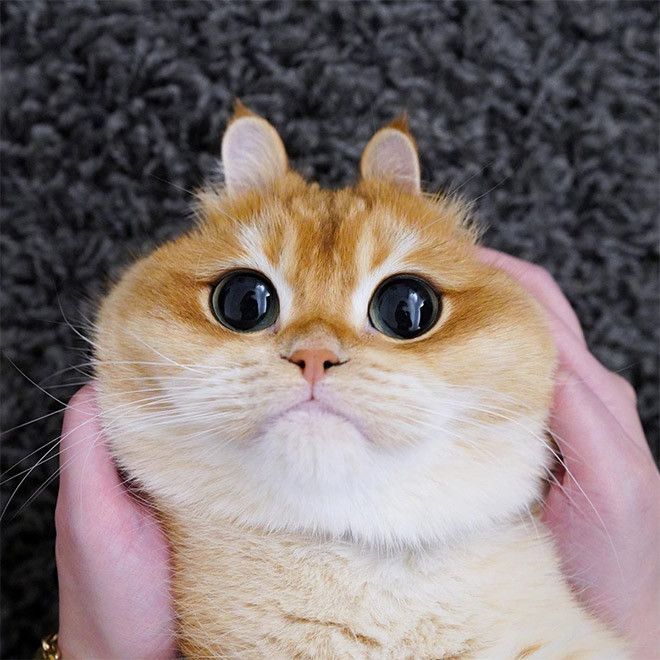 Like_Kitten FACEIT avatar