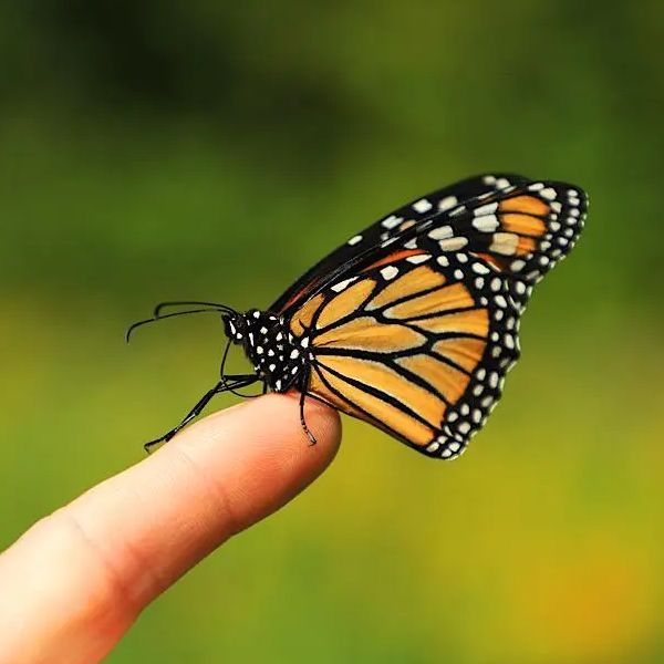 motyl75