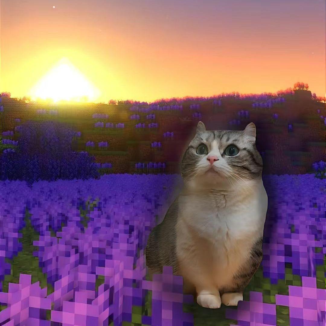 Kanekstor avatar