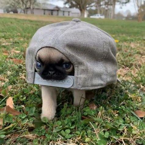 qenttyrik