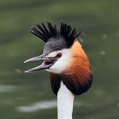 FilthyGoose