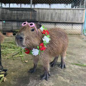 Player capybara avatar