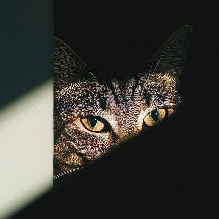 kitajr avatar