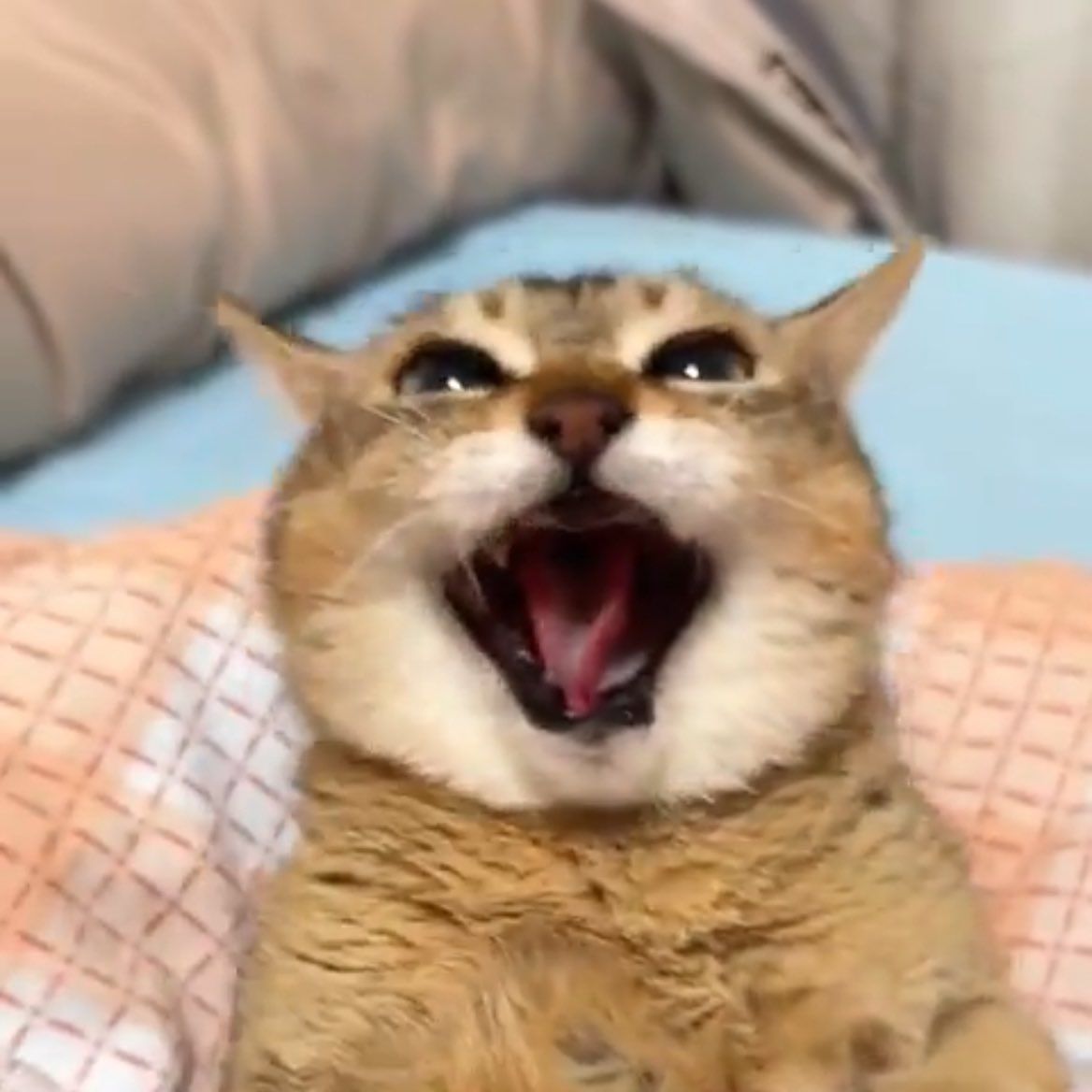 MrrpMrpMeow