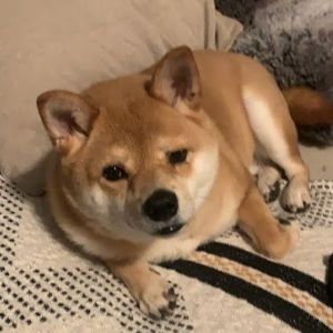Snooder avatar