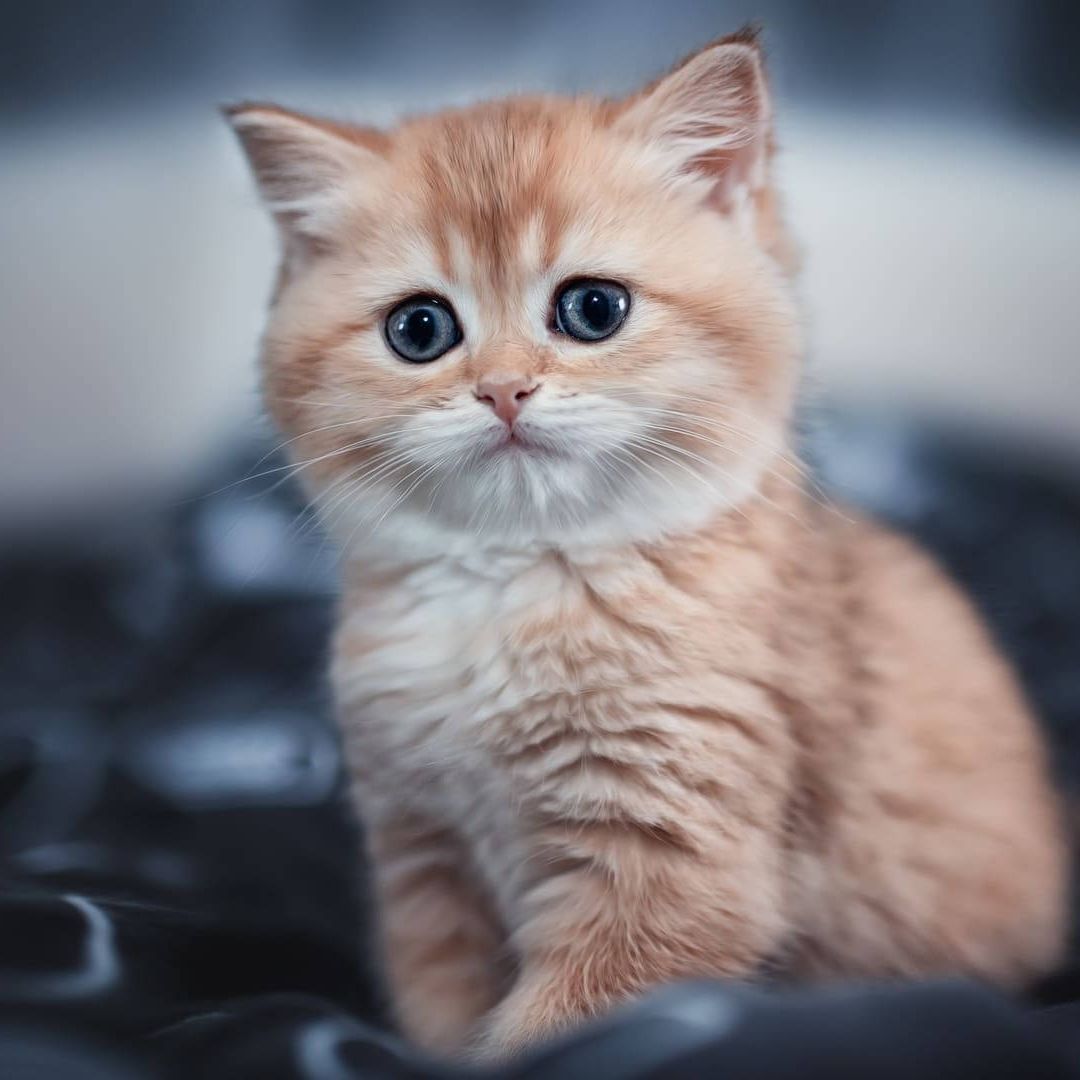 tsukiaou avatar