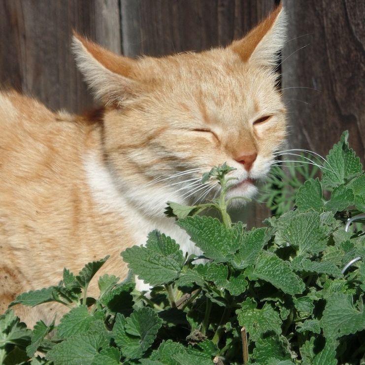 thccat avatar