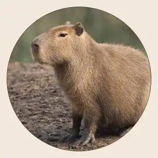 100pCapibara avatar