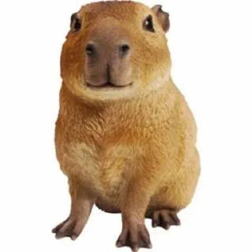 CapybaraSan avatar