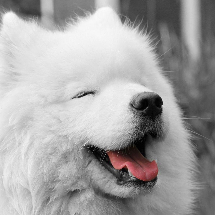 HappySamoyed avatar