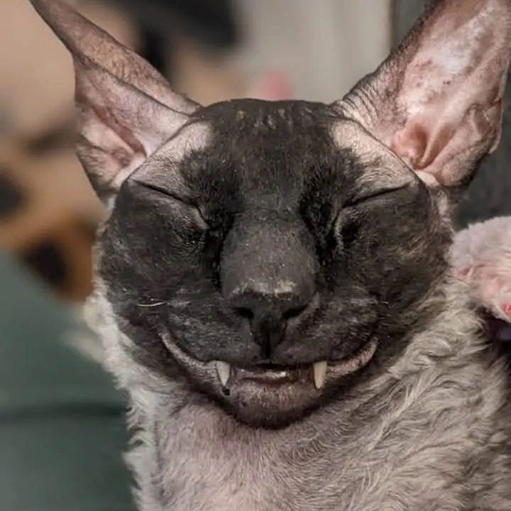 ixelincs avatar