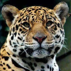 lucastaylor avatar