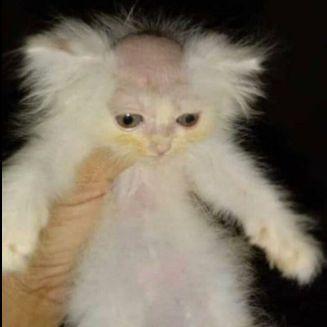 Titis___ avatar
