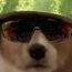 corgisaurus avatar