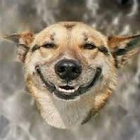 CachorinFDP