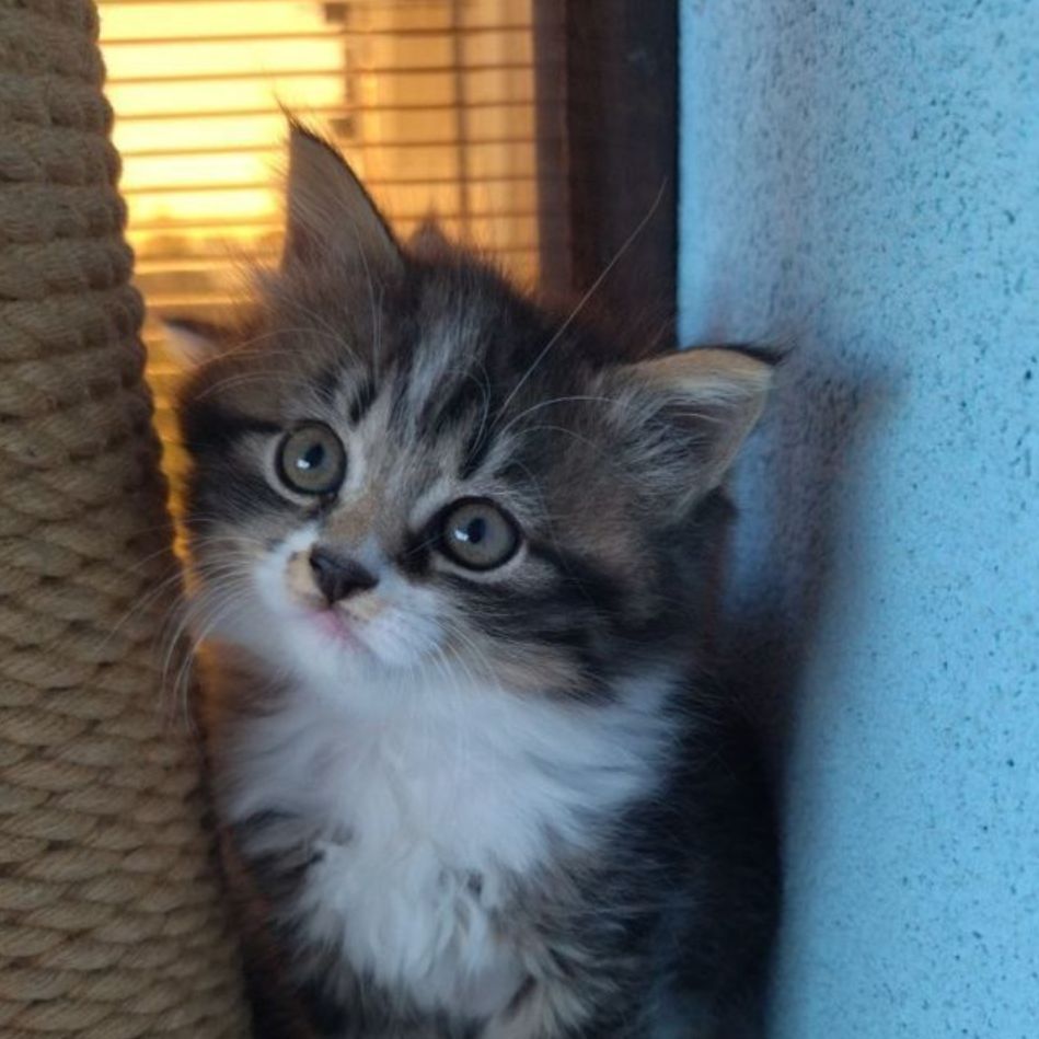 Manek1neko