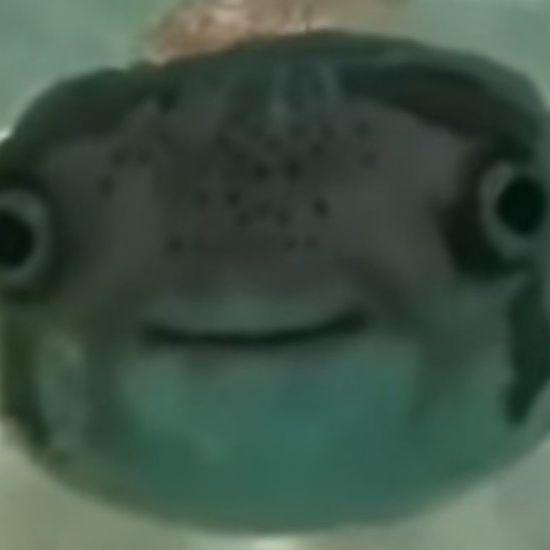 SbIShka avatar