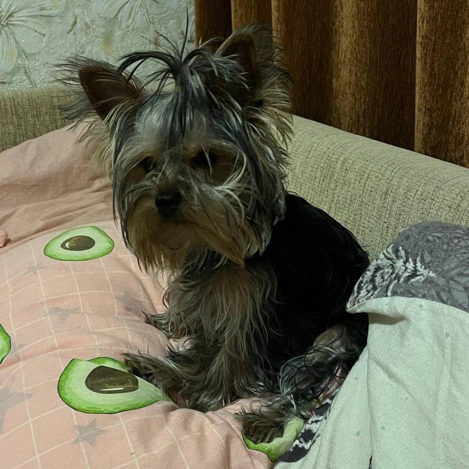KimSiik avatar