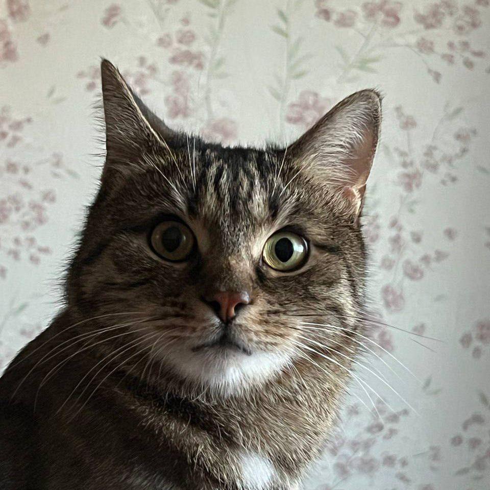 catwinner avatar
