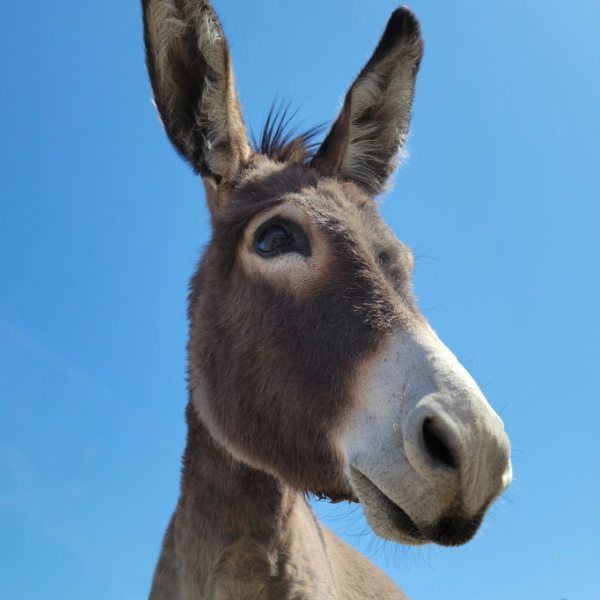 Donkey-1 FACEIT avatar