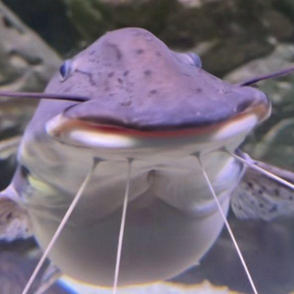 m4rkussen avatar