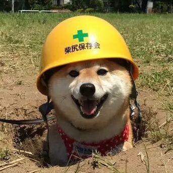 safetydoggo_ avatar