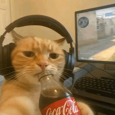 drongie avatar
