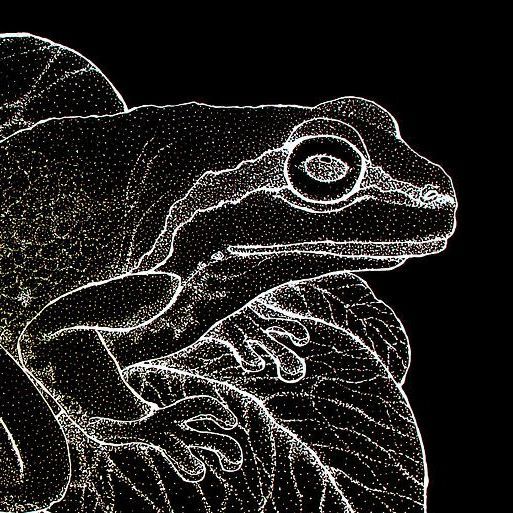 blackfrog