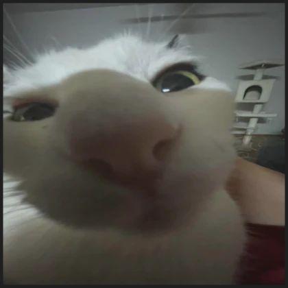 -Ryzu avatar