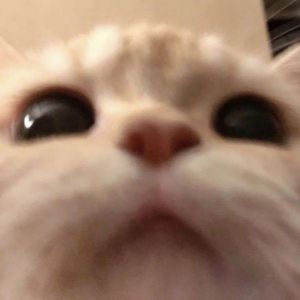 Faceit profile picture for @sensuous