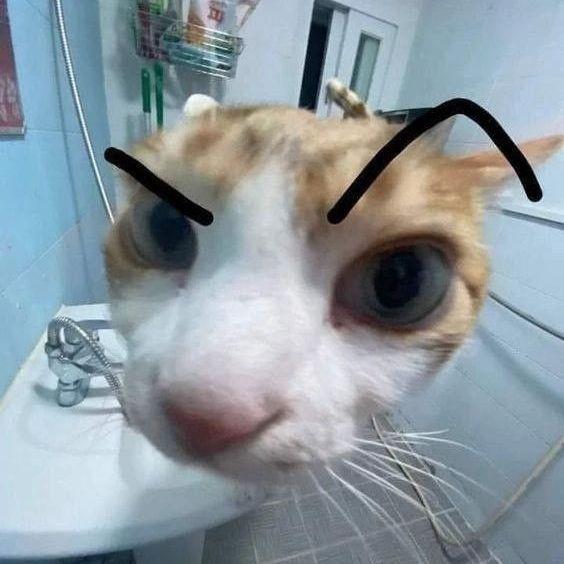 MOSQUITIO avatar