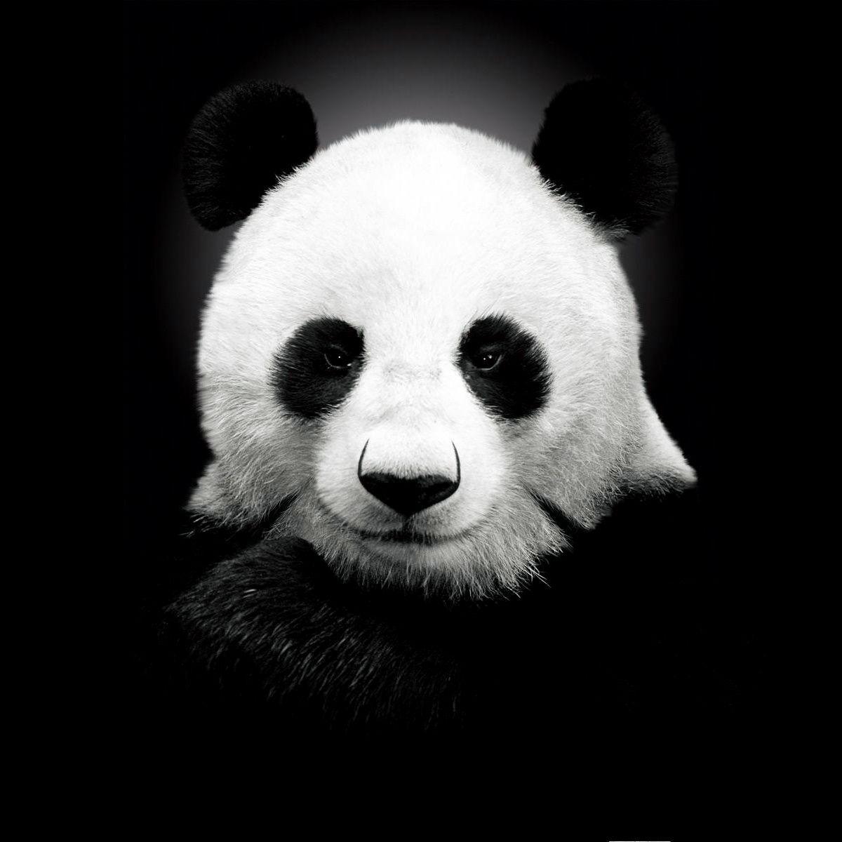 Pandas-_- avatar