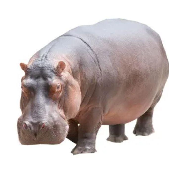 muyska69