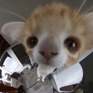 NothingPhone avatar