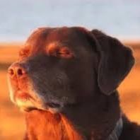 mayorskyyy