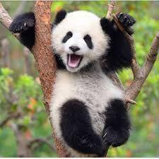 PANDZIOZ