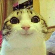 Player Cat_War2 avatar
