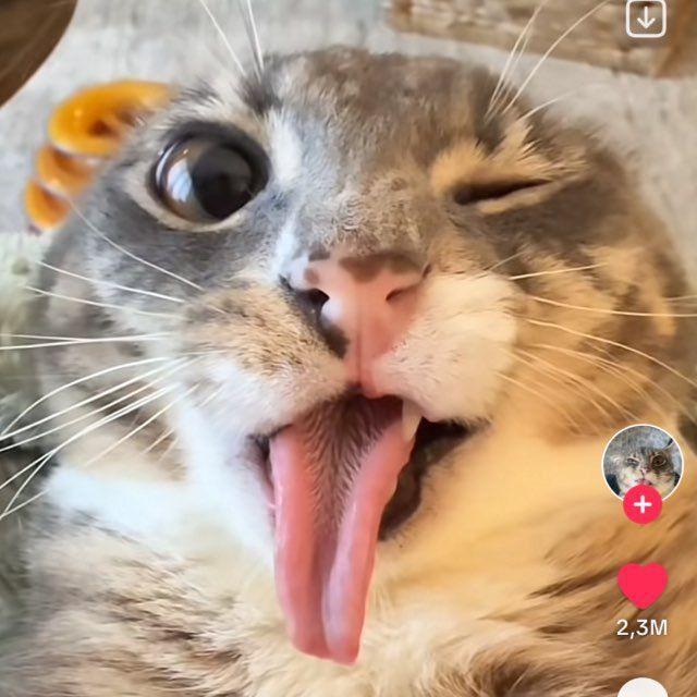 M_CAT