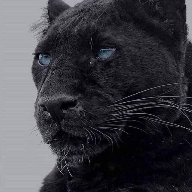 _BUSHIDO avatar