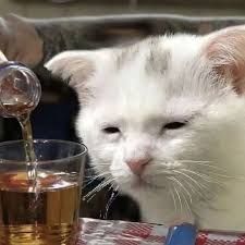team_slavicaCAT