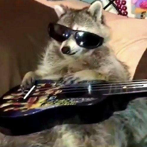 raccoon7425 FACEIT avatar