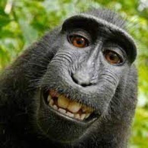 Gamer_Monkey avatar